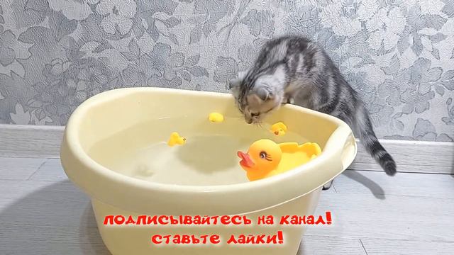 Котенок первый раз видит много воды смотреть онлайн