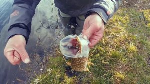 Как ловить окуня спиннингом с берега весной