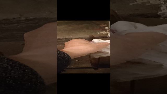 VID_20231112_180226.mp4