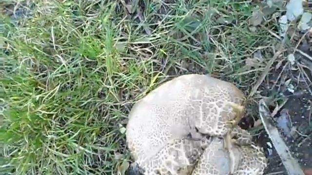 Редкий гриб Подтопольник! смотреть онлайн