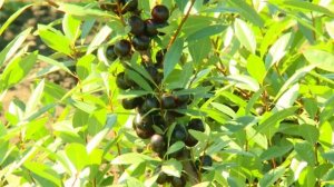 Вишня бессея. НПО «Сады России».