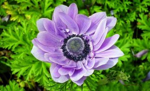 Анемона. Подготовка грунта и посадка в горшочки..mp4