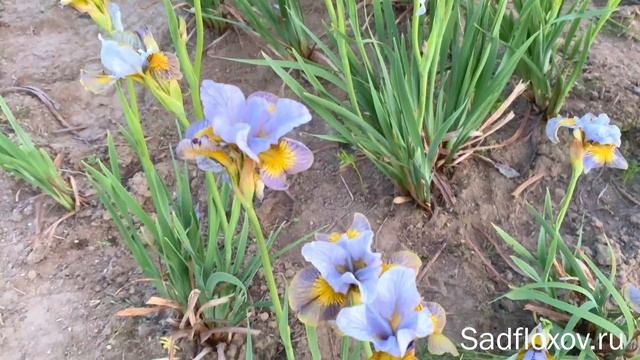 Заметки о сибирских ирисах и обзор моих сортов смотреть онлайн