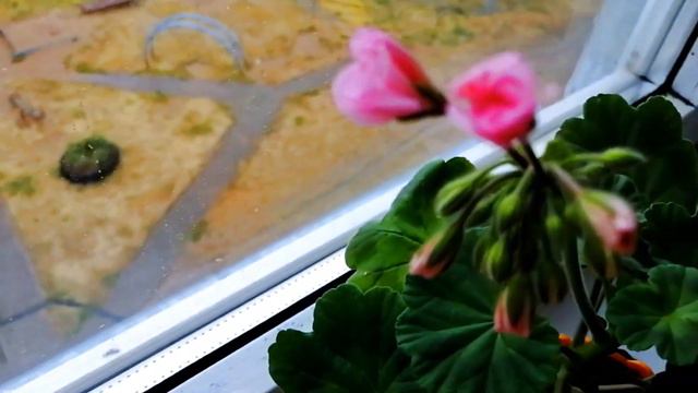 Моя герань шикарно зацвела, но...... смотреть онлайн