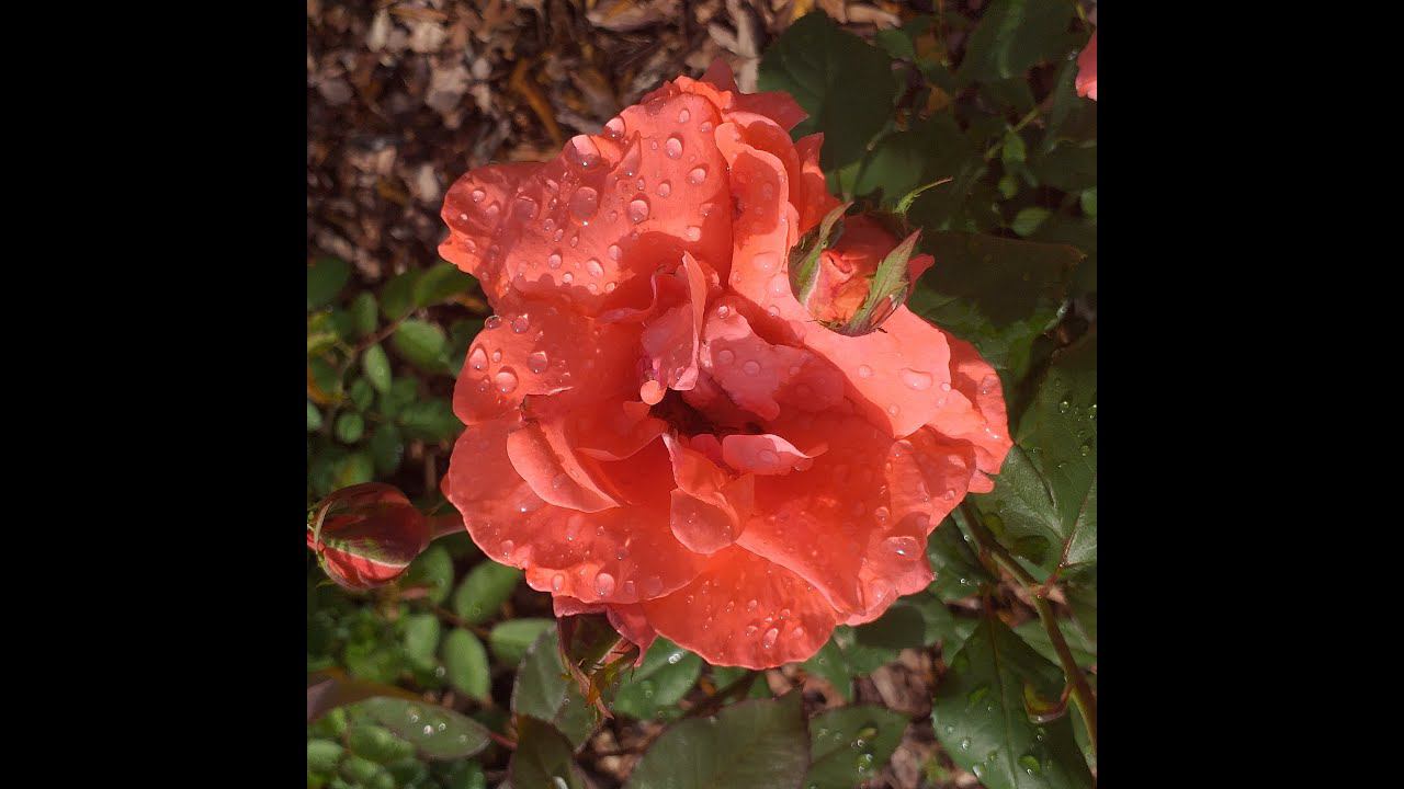 Роза Лезгинка. Преображение. Лето2023 смотреть онлайн