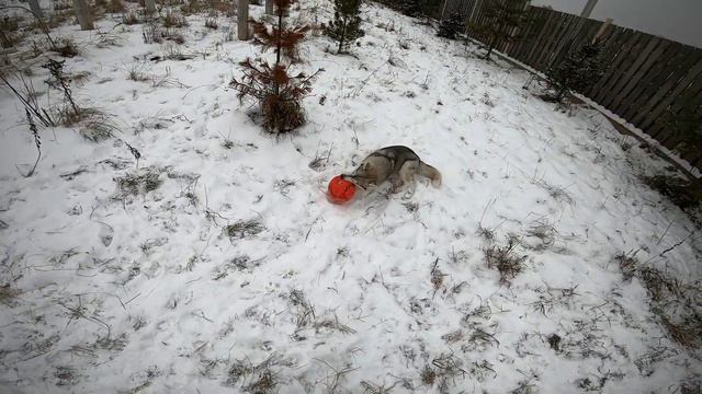 Хаски | Отборочные матчи Euro 2020 | Хаски играют в футбол команда Мохнатые ушки | Husky VLOG смотреть онлайн