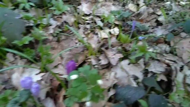 Цветение шафрана Saffron Bloom