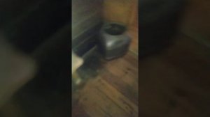 банная печь Сибирь 24 отзыв