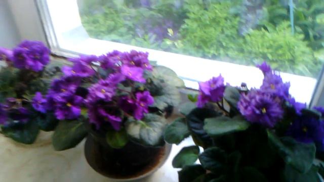 Цветы фиалки,цикламен,антуриум дома смотреть онлайн