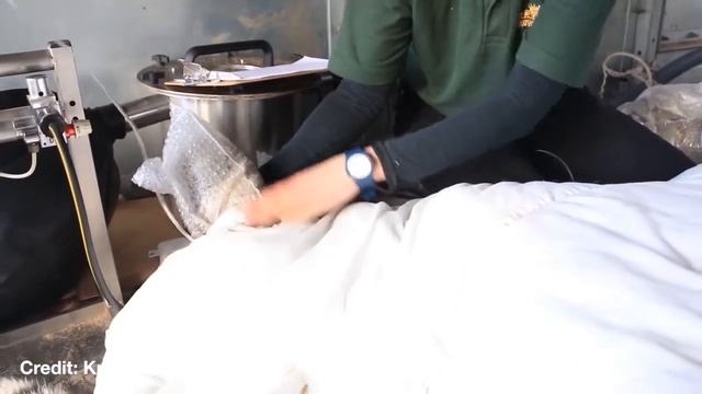 игантскому сибирскому тигру лечили зубы 13 специалистов