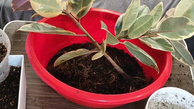 Формирование каучуконосного фикуса