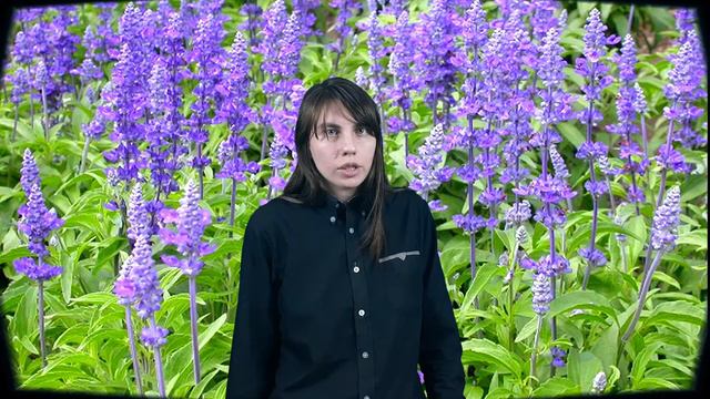 Шалфей, лечебные свойства смотреть онлайн