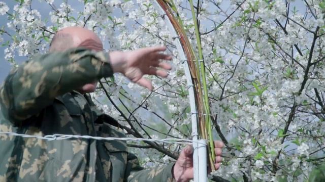 АРКА ДЛЯ САДА ИЗ ЛОЗЫ #лозоплетение смотреть онлайн