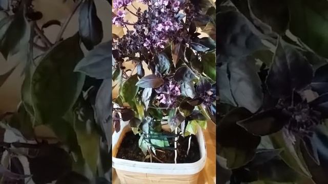 Мята или Базилик? смотреть онлайн