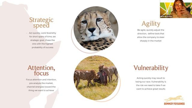 Biomimicry and social innovation: Leadership tips from the African Savanna смотреть онлайн