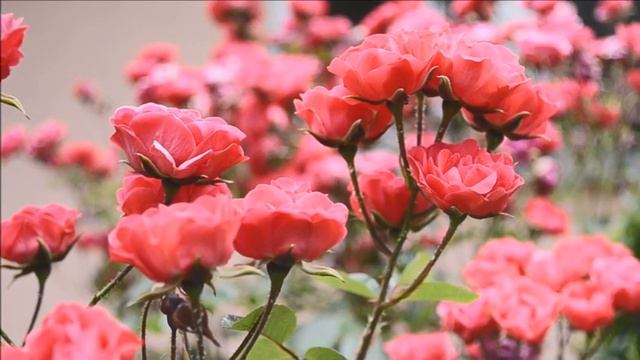 Sedona Language Of Light Rose Heart Portal Song "Be Here Now"Intention meditation/Shekina Rose смотреть онлайн