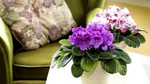 7 комнатных растений. Цветущих круглый год