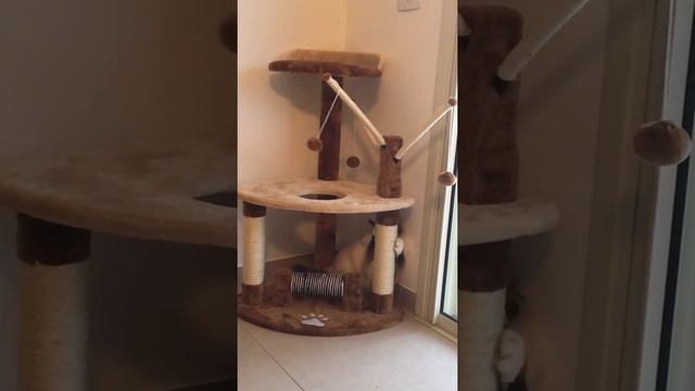 Cutest Ragdoll is playing смотреть онлайн