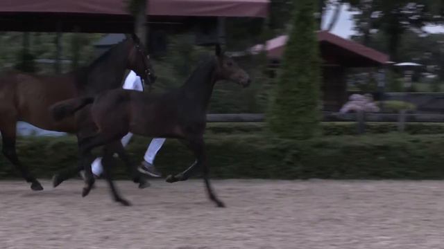53. Dominator Z X Calvaro (h) смотреть онлайн