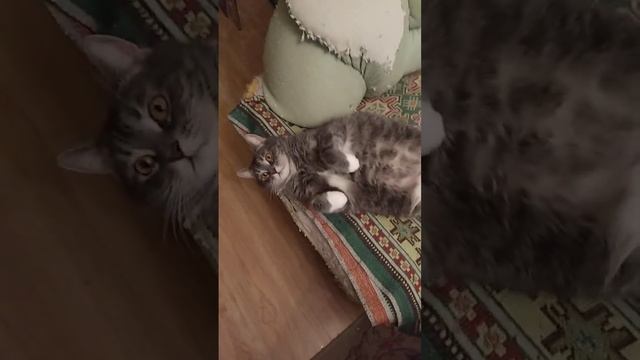 Любовь сотворила Николке рай на земле!