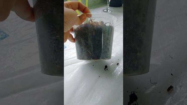 4 Pesos Alternative Pot. смотреть онлайн