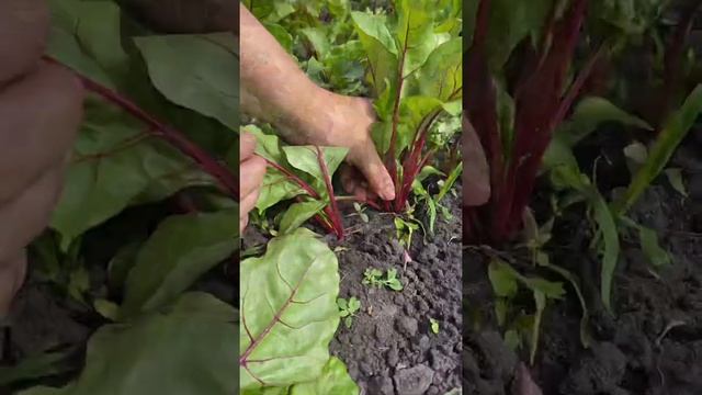 Зачем прореживать свеклу, если можно купить одноростковую? И лайфхак в конце???Усадьба-Семена смотреть онлайн