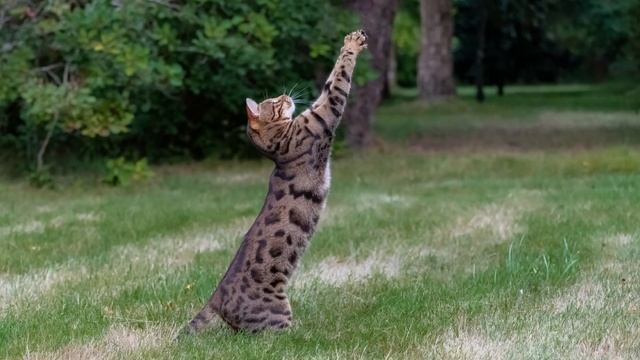 Must Watch BEFORE Getting A BENGAL CAT | Bengal Cat 101