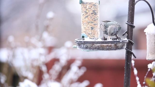 Canon 1 D Mark 2 N Photos