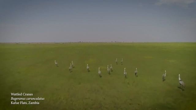 Глазами журавля смотреть онлайн