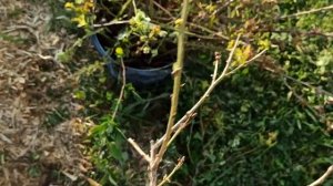 Болезни голубики. Третья обрезка за сезон.