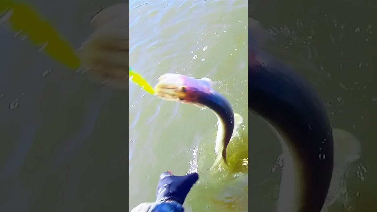 Как же КРАСИВО ПРЫГАЕТ эта ЩУКА!!! #shorts #new #рыбалка смотреть онлайн