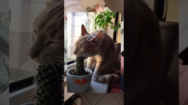 Зачем коты едят кактусы?? смотреть онлайн