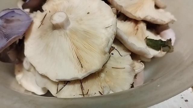 В  октябрьский лес за грибами! Рядовка дымчатая. Рядовка фиолетовая.