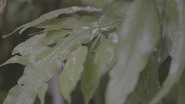 SONY A7SIII - 4K 60fps 10 BIT | SLOW TEST