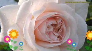 Роза плетистая Пенни Лайн. Краткий обзор, описание характеристик, где купить саженцы rosa Penny Lan