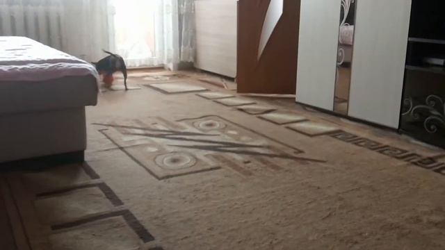 Той терьер Рокси смотреть онлайн