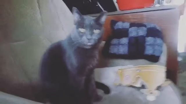 Кот-маразматик смотреть онлайн