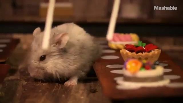 Невероятно мило Гарри Поттера пересняли с хомяком в главной роли (видео) смотреть онлайн