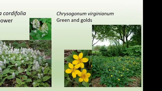 Basic Botany and Pollinators смотреть онлайн