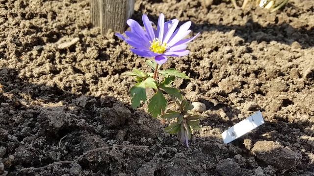 Анемона нежная Голубая Тень . Anemone blanda . Ветреница . смотреть онлайн