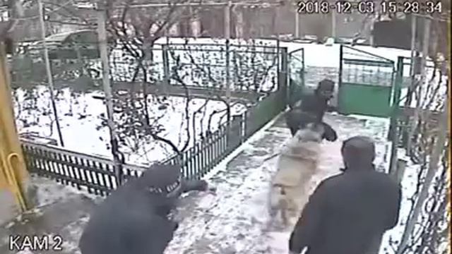 Омалия Даур Дон Omalia Daur Don первый тест смотреть онлайн