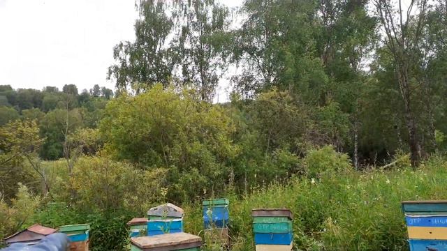 Состояние семей на пасеке в этом сезоне не радует... смотреть онлайн