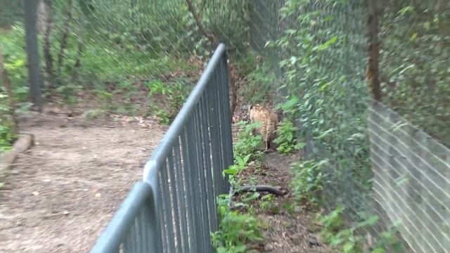 1.8 Сафари-парк приморье Экскурсия № 2 птицы смотреть онлайн