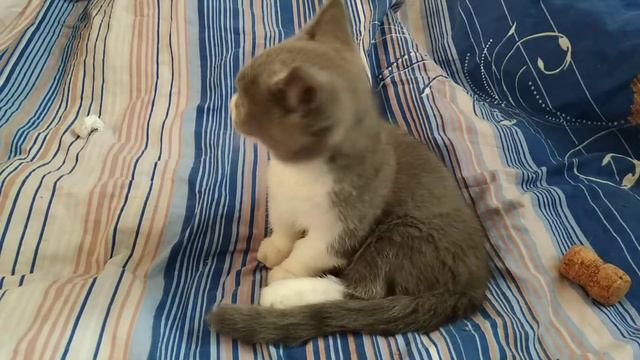 Kitten Munchkin boy blue with white смотреть онлайн