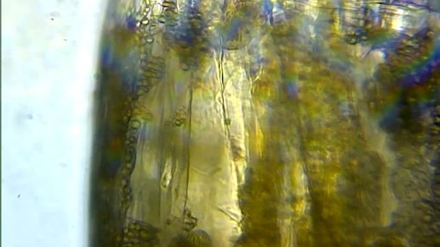 Chironomus cylindricus Segment 150X смотреть онлайн