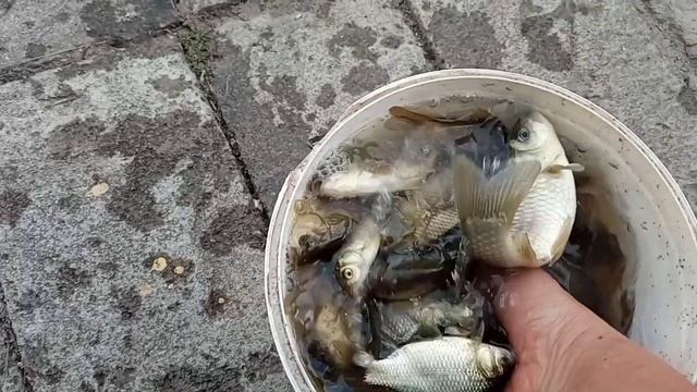 Котики не хотят кушать рыбу, подавай им кузнечиков. Жарю карасей. смотреть онлайн