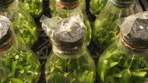 РАЗМНОЖЕНИЕ ОРХИДЕИ СЕМЕНАМИ ? КАК ВЫРАСТИТЬ #ОРХИДЕИ_ИЗ_СЕМЯН #orchids#phalenopsis #oldenburgru#10