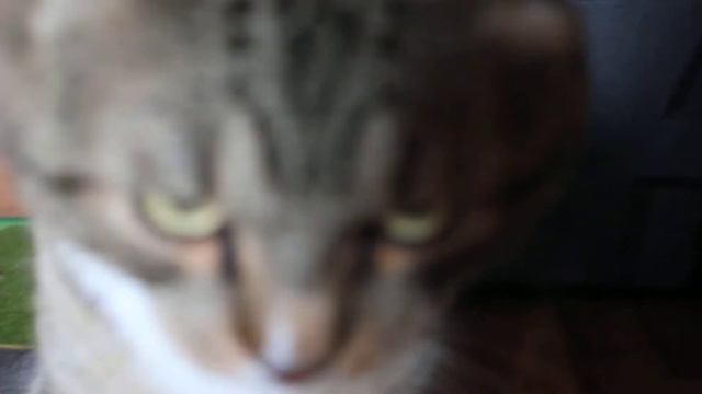 1 День с котом смотреть онлайн