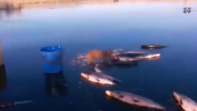 Зимняя рыбалка на щуку Костанай смотреть онлайн