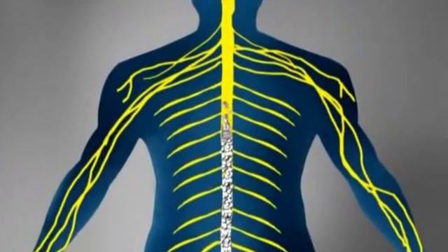 Most Dangerous Animals In The World смотреть онлайн